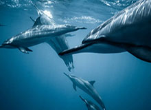 kaiyun-WTT常规挑战赛太原站收官 中国乒乓选手获四冠